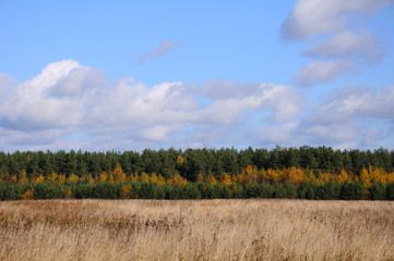 Fototapeta premium Autumn lines of colors
