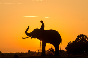 Naklejka premium Silhouette Sunset Sunrise action of Thai Elephant in Surin provi