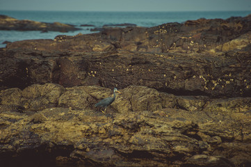 Fototapeta na wymiar Grey heron at the rock in the beach
