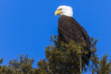 Majestic Eagle