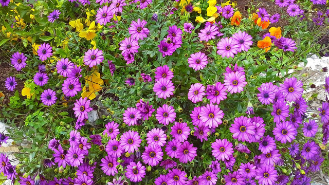 purple pink flowers Dimorphotheca