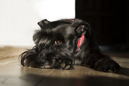 Schnauzer dog lay down on floor looking at the camera