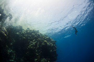 Freediver moves underwater along coral reef