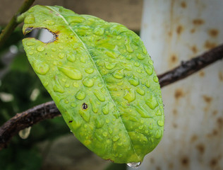 Water drops on a leaf