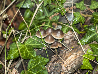Mushrooms on the forest