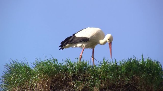 Ein Wei&szlig;storch macht Ausbesserungen an seinem Nest