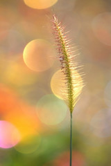 Soft focused of Grass with a colorful background.