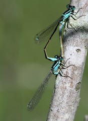 accouplement de libellules,odonata