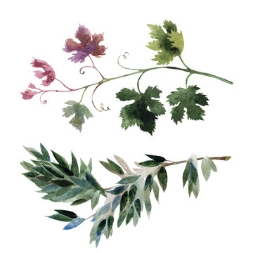 Set of two branches with leaves, watercolor