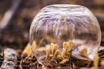 micro fungi in the greenhouse
