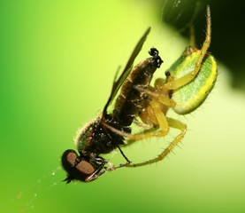 Araniella cucurbitina attrapant une mouche,araignée courge
