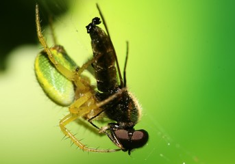 Araniella cucurbitina attrapant une mouche,araignée courge