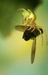 Araniella cucurbitina attrapant une mouche,araignée courge