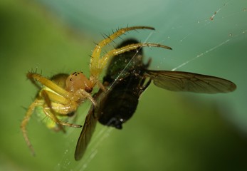 Araniella cucurbitina attrapant une mouche,araignée courge
