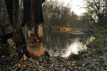 Bobry, drzewo © monswi