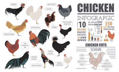 Poultry farming infographic template. Chicken breeding. Flat des - obrazy, fototapety, plakaty