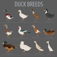 Poultry farming. Duck breeds icon set. Flat design