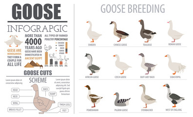 Poultry farming infographic template. Goose breeding. Flat desig - obrazy, fototapety, plakaty