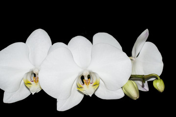 Naklejka na ściany i meble Белые цветы орхидеи на черном фоне