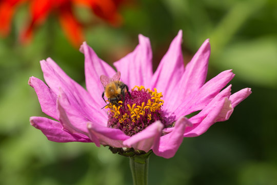 bee on a flower