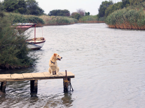dog 1