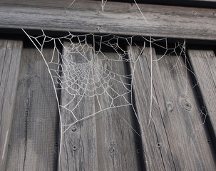 Spinnennetz auf Holz