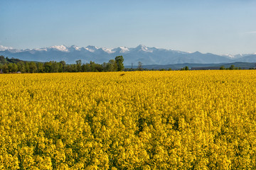 Rape field