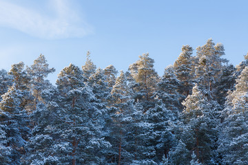 Snow covered winter forest and blue sky