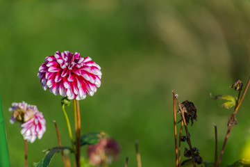 Flowers in the fall