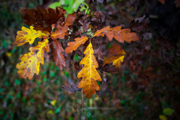 Leaves in the autumn forest