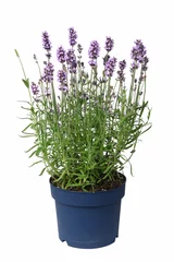 Gartenposter Lavendel Topf Lavendel