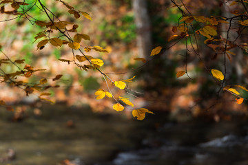 Branch leaves on the fall near wild carpathian river