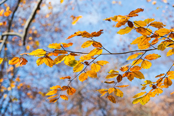 Branch leaves on the fall near wild carpathian river