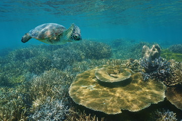 A green sea turtle underwater swimming over a healthy coral reef in shallow water, New Caledonia, south Pacific ocean