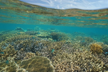 Shallow coral reef with fish underwater and sky with clouds above waterline, New Caledonia, south Pacific ocean
