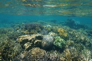 Shallow reef with healthy corals underwater in a lagoon of New Caledonia, south Pacific ocean