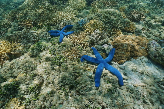 Two sea stars Linckia laevigata with natural blue color, underwater on the ocean floor, south Pacific ocean, New Caledonia