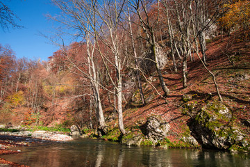 Autumn in carpathian mountains by a river