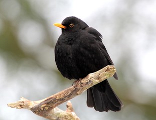 Male European Blackbird (Turdus merula) on a branch