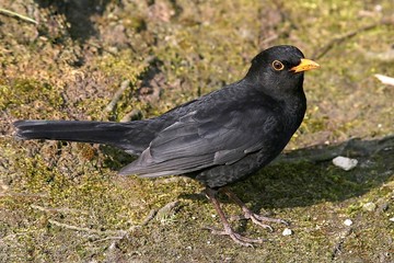 Male European Blackbird (Turdus merula) on the ground