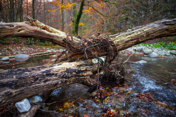 Inside of the wild forest