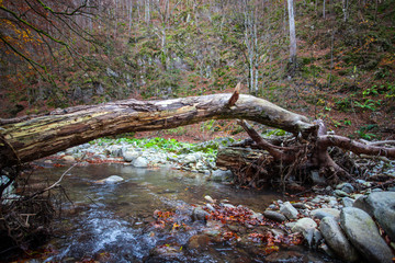 Inside of the wild forest