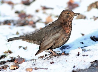 Female European Blackbird (Turdus merula)