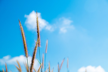 Grass flowers with blue sky background.