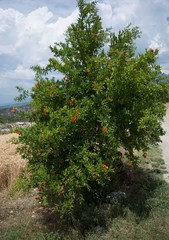 Fototapeta na wymiar pomegranate tree