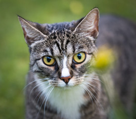 Katze fixiert gelbe Blüte