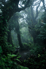 Deep in lush rainforest - 128201945