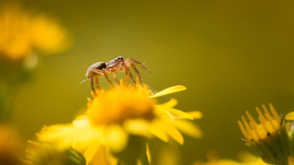 Spinne spinnt Netz auf gelben Blumen