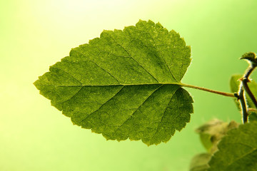 Piękny zielony liść, zbliżenie, makro.