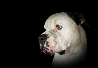 drooling American bulldog on black with vignette